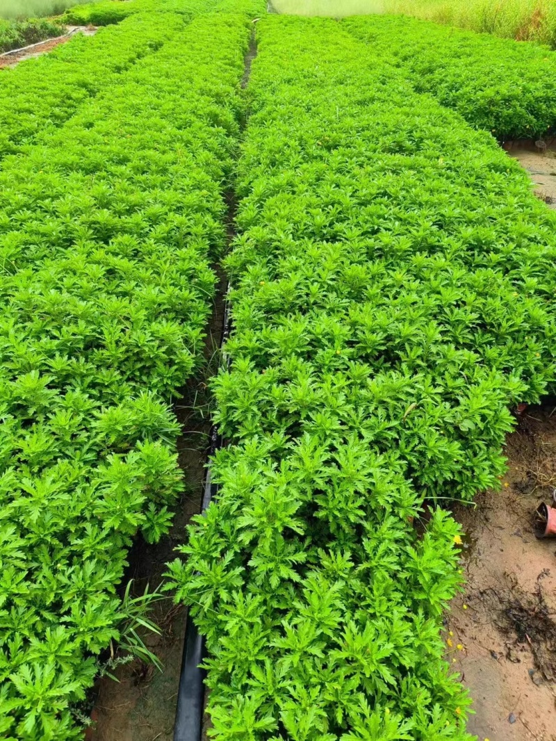 黄金菊木春菊基地直销常年销售各种绿化苗木