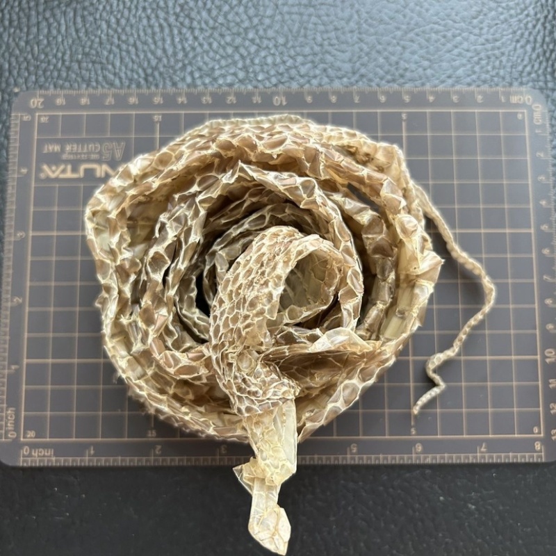 整条蛇蜕蛇皮食用皮蛇壳一条新鲜长1米左右蛇蛇皮中药老偏方