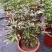 芍药基地直销常年供应各种绿化苗木