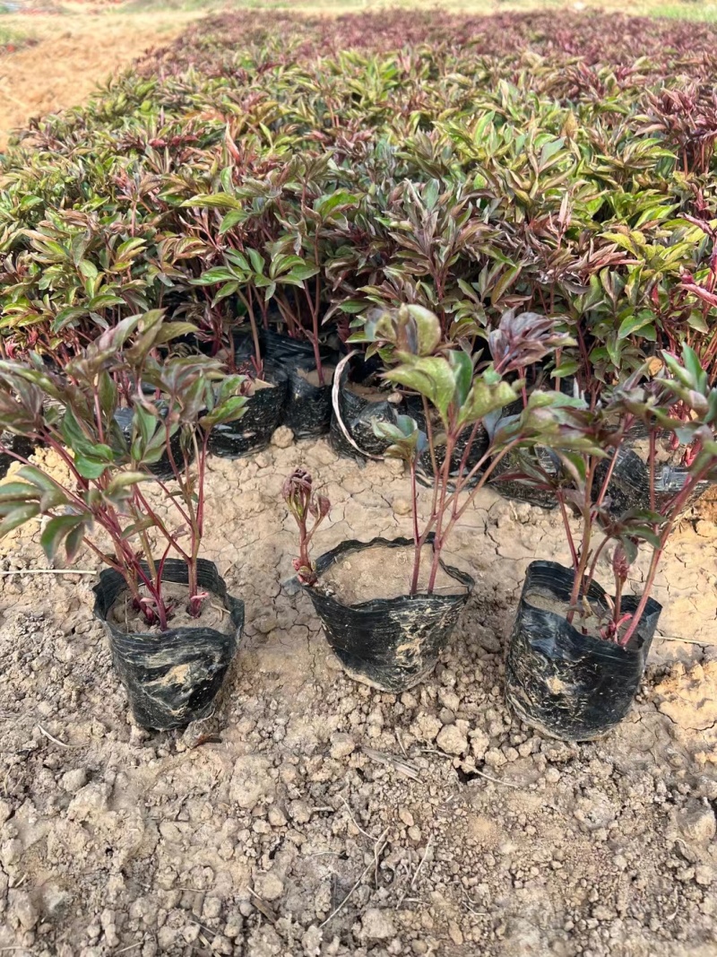 芍药基地直销常年供应各种绿化苗木