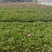 芍药基地直销常年供应各种绿化苗木