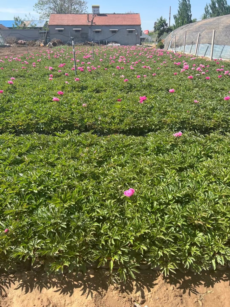 芍药基地直销常年供应各种绿化苗木