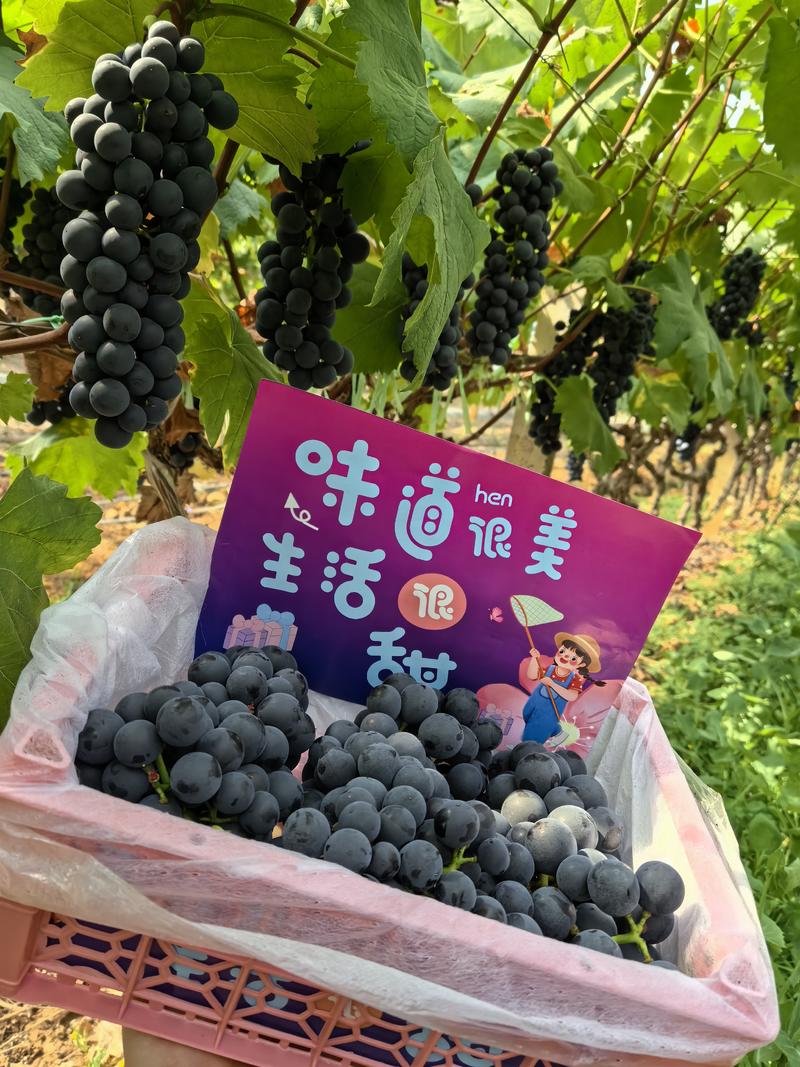 云南蓝莓葡萄，夏黑，纯甜无酸，高山种植，基地直采全国发货