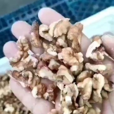 产地大量供应各种新疆，山西核桃仁，尖白普白次白油料。