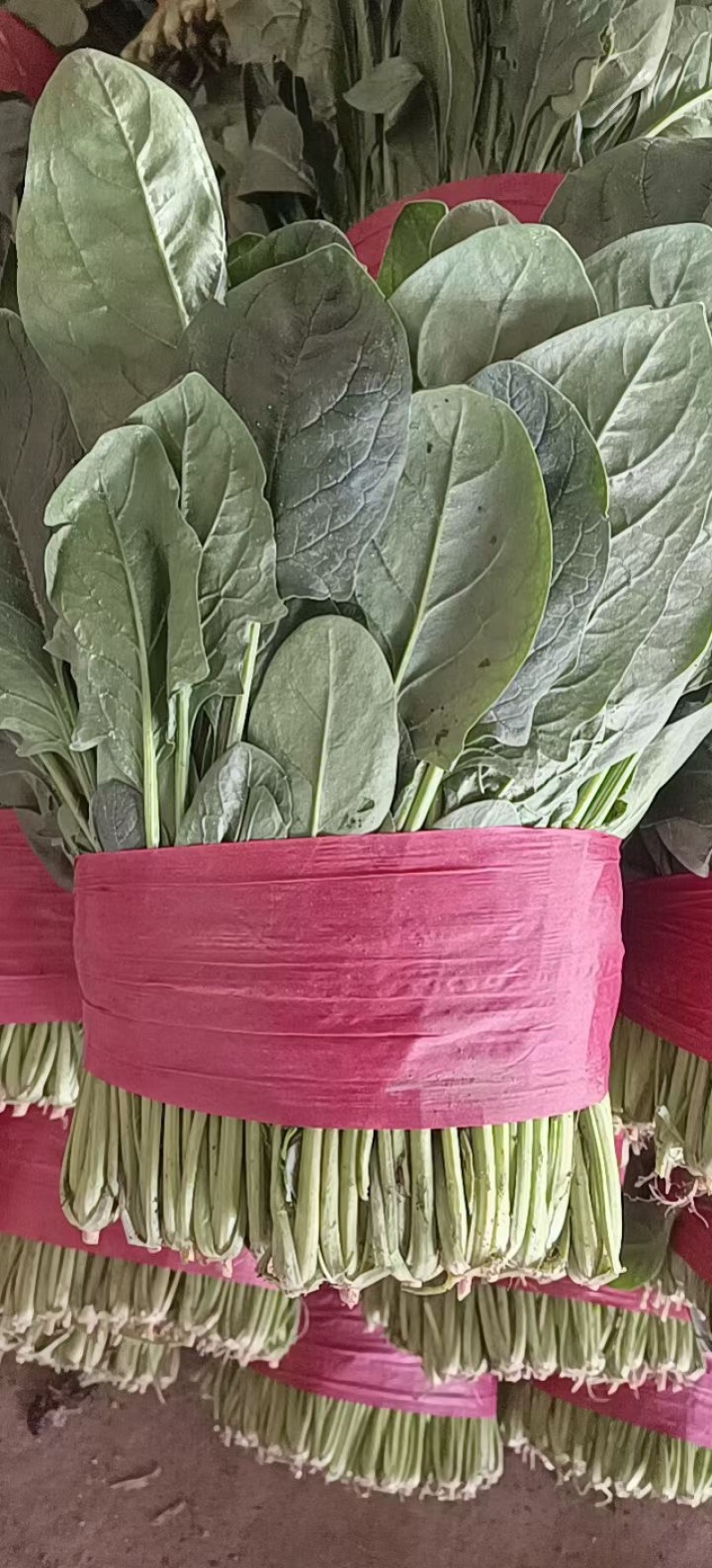 大叶菠菜