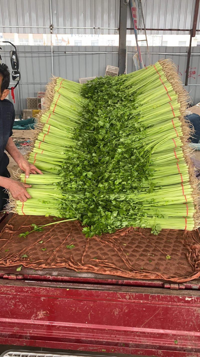 小香芹
