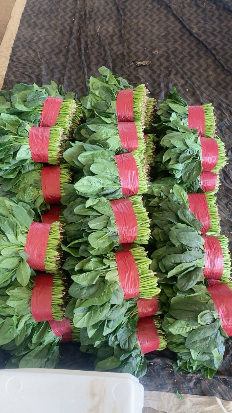 大叶菠菜