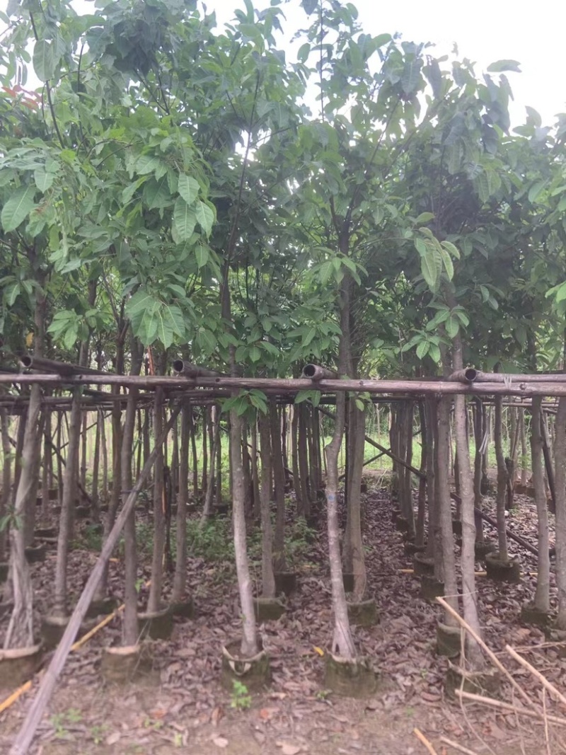 阴香基地直销规格齐全欢迎老板来电洽谈合作