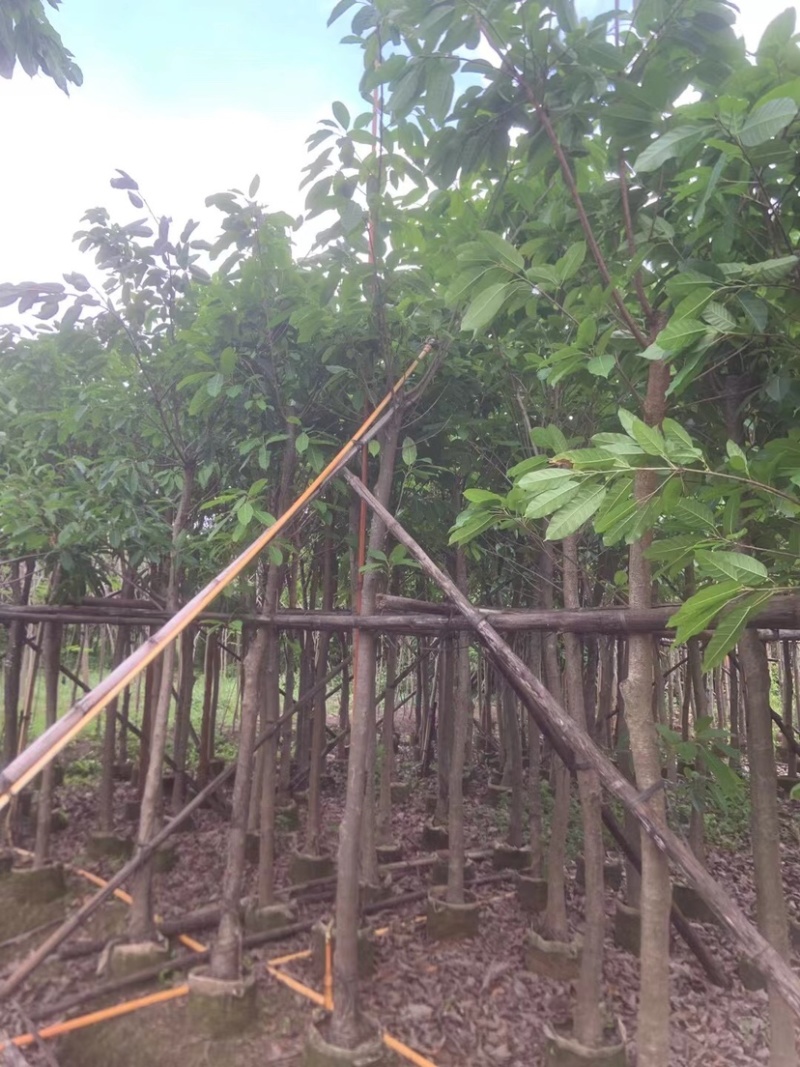 阴香基地直销规格齐全欢迎老板来电洽谈合作
