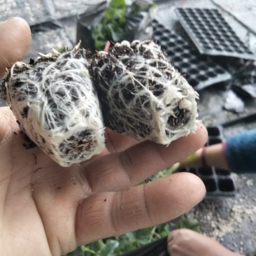 玉菇甜瓜苗抗病高产当天包邮包成活苗厂直发提供技术指导