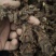 深山里的野生窝儿七八角莲