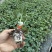 玉菇甜瓜苗抗病高产当天包邮包成活苗厂直发提供技术指导