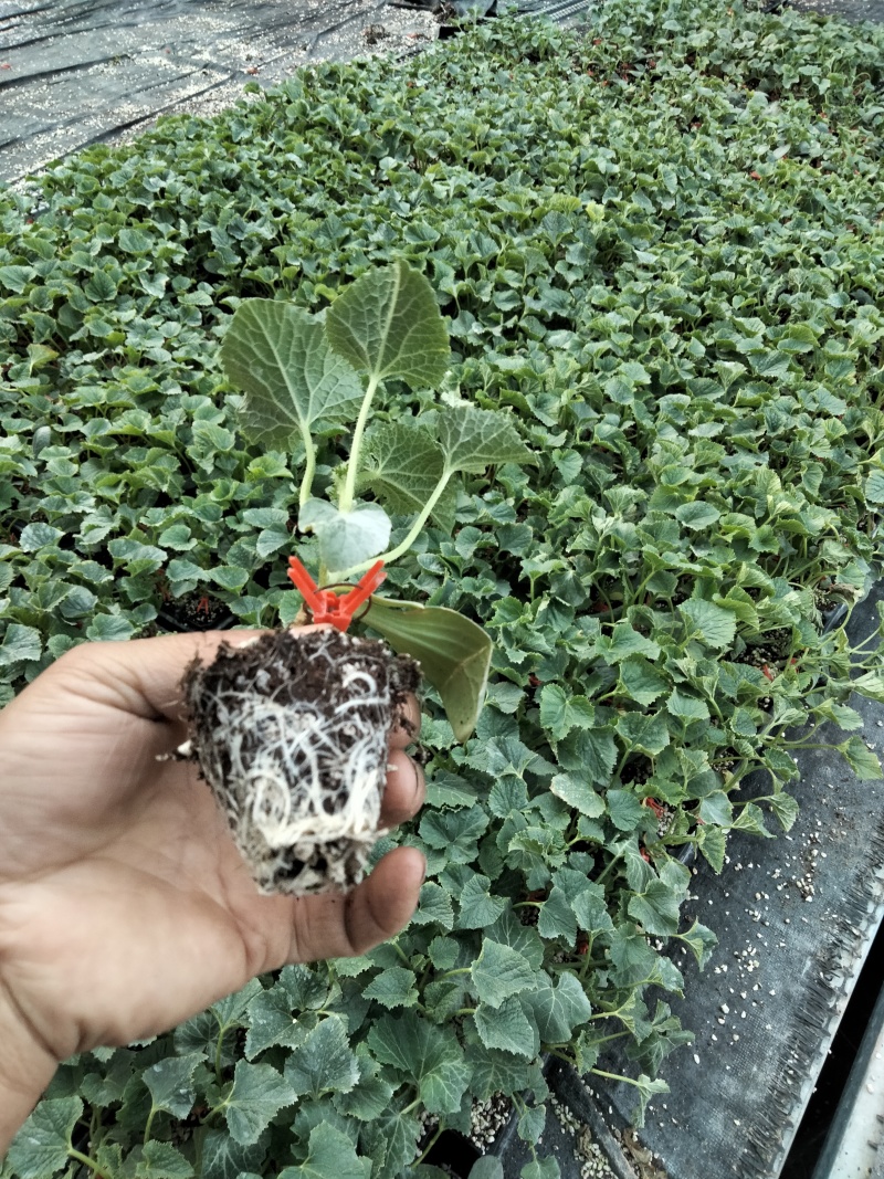 玉菇甜瓜苗抗病高产当天包邮包成活苗厂直发提供技术指导