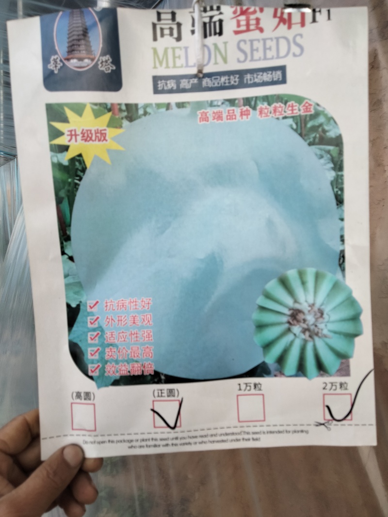 玉菇甜瓜苗抗病高产当天包邮包成活苗厂直发提供技术指导