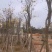 多花/少花黄花风铃木基地直销规格齐全欢迎老板来电咨询