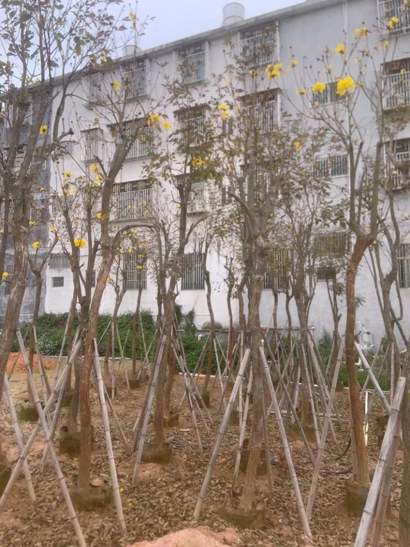 多花/少花黄花风铃木基地直销规格齐全欢迎老板来电咨询