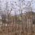 多花/少花黄花风铃木基地直销规格齐全欢迎老板来电咨询