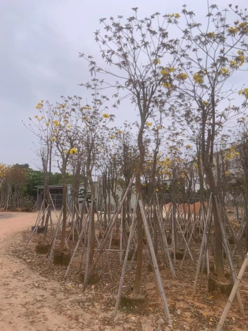 多花/少花黄花风铃木基地直销规格齐全欢迎老板来电咨询