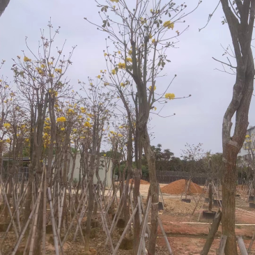 多花/少花黄花风铃木基地直销规格齐全欢迎老板来电咨询