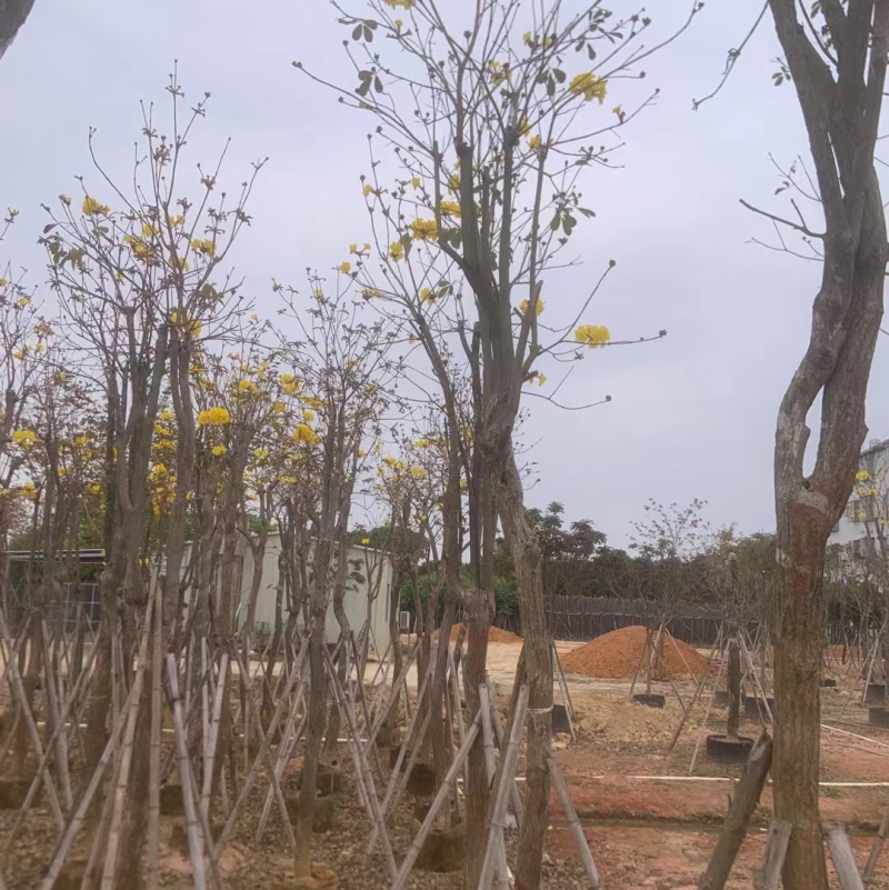 多花/少花黄花风铃木基地直销规格齐全欢迎老板来电咨询