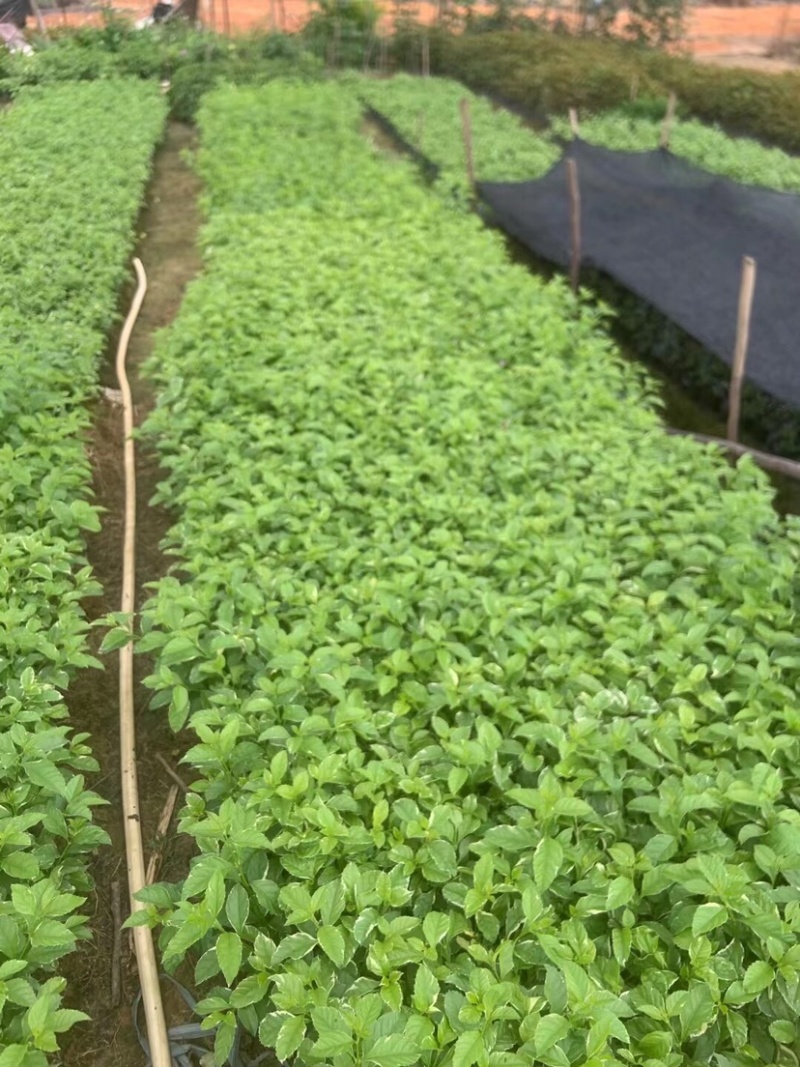 花叶假连翘小袋中袋基地直销质量优质欢迎老板来电洽谈