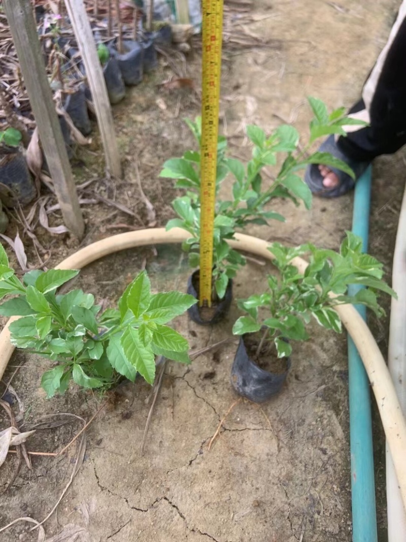 花叶假连翘小袋中袋基地直销质量优质欢迎老板来电洽谈