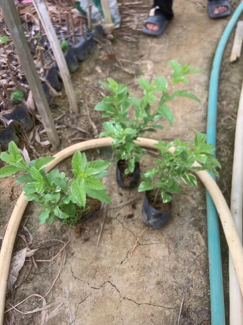 花叶假连翘小袋中袋基地直销质量优质欢迎老板来电洽谈