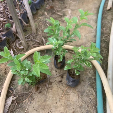 花叶假连翘小袋中袋基地直销质量优质欢迎老板来电洽谈
