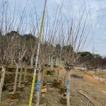 小叶紫薇基地直销规格齐全欢迎来电咨询合作