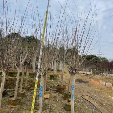小叶紫薇基地直销规格齐全欢迎来电咨询合作