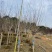 小叶紫薇基地直销规格齐全欢迎来电咨询合作