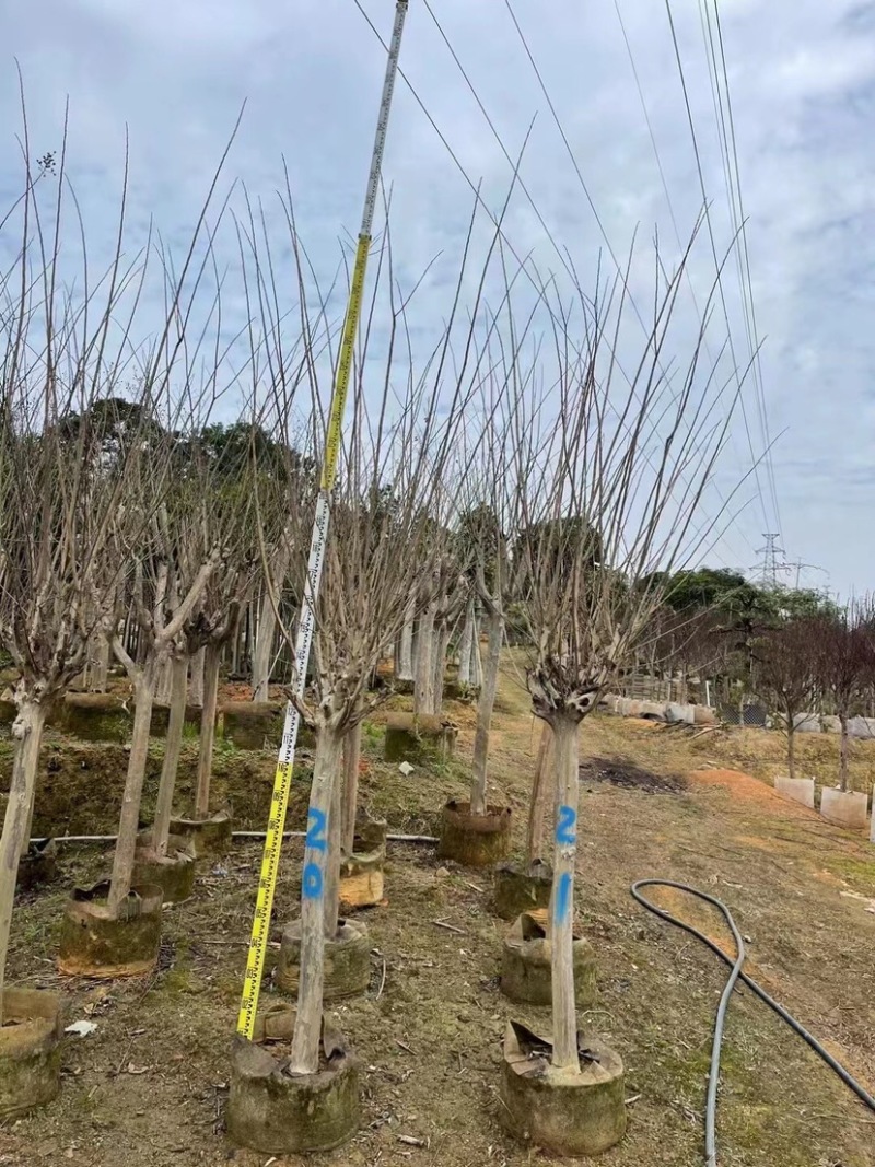 小叶紫薇基地直销规格齐全欢迎来电咨询合作