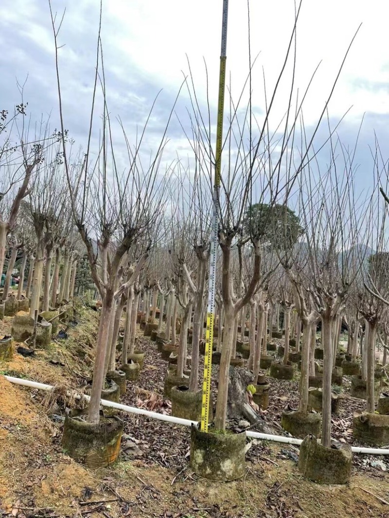 小叶紫薇基地直销规格齐全欢迎来电咨询合作