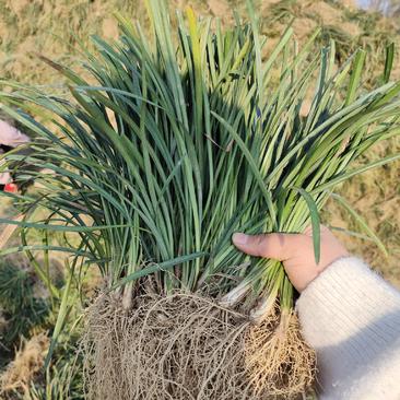 药材麦冬苗可绿化可种植效益可观提供种植技术一件代发