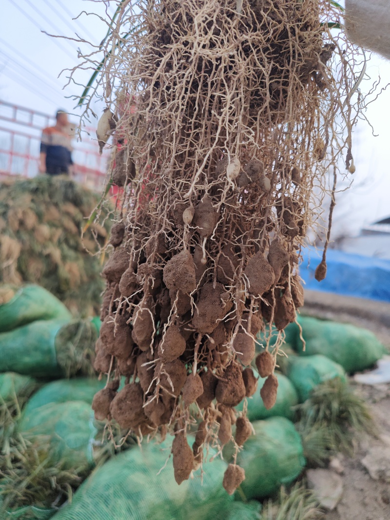 药材麦冬苗可绿化可种植效益可观提供种植技术一件代发