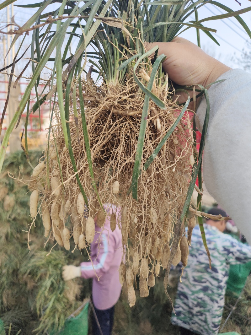 药材麦冬苗可绿化可种植效益可观提供种植技术一件代发