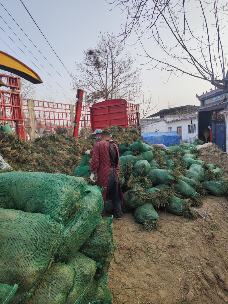 药材麦冬苗可绿化可种植效益可观提供种植技术一件代发