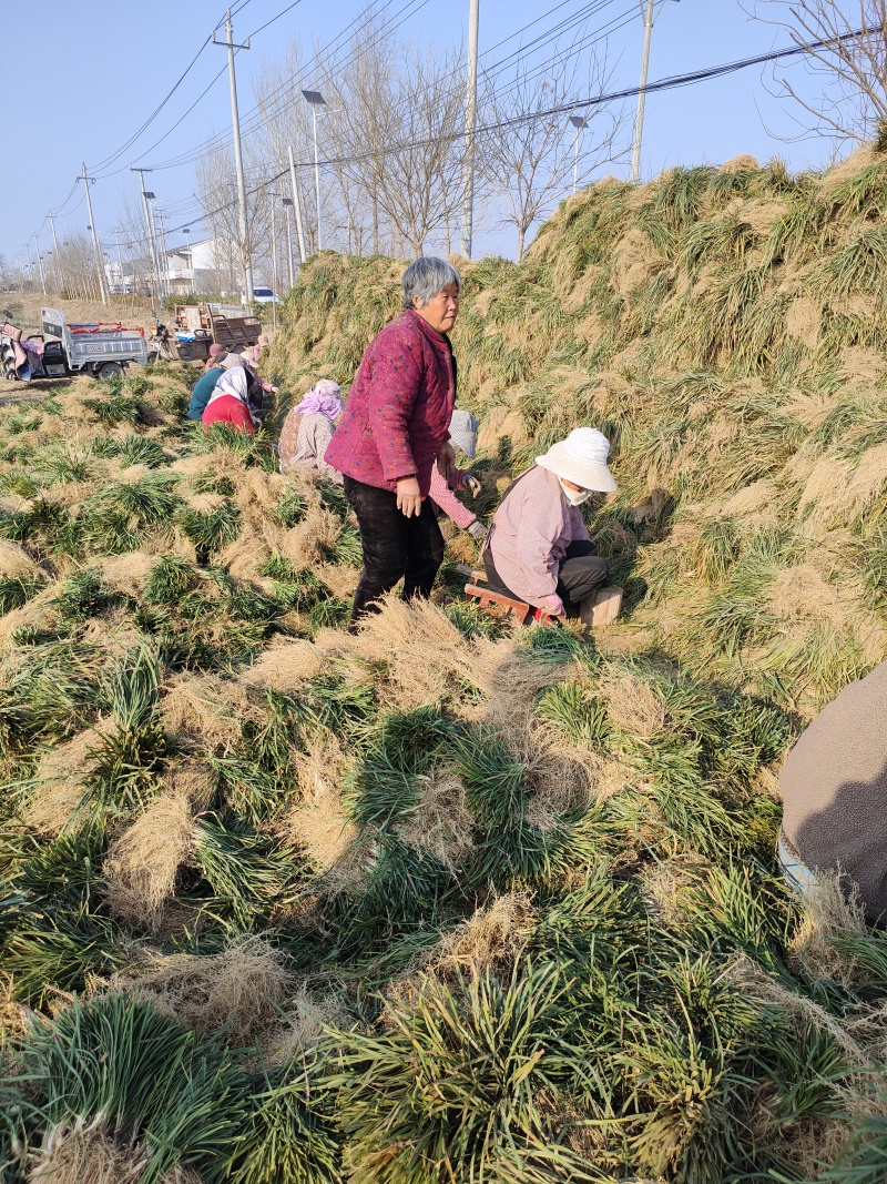 药材麦冬苗可绿化可种植效益可观提供种植技术一件代发