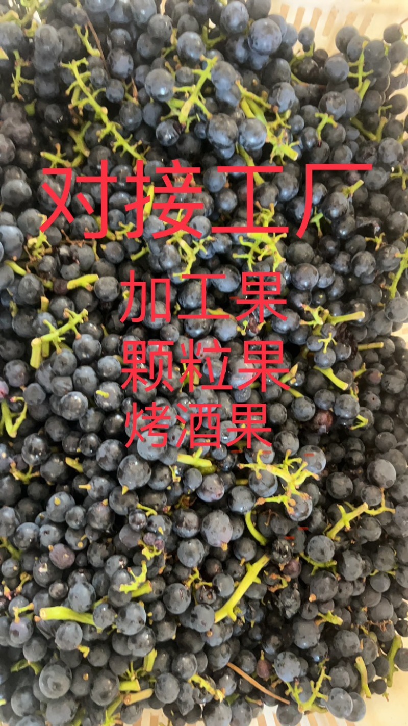 夏黑，阳光玫瑰加工果，工厂果