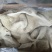 国产纯干纯水退水煮熟牛肚质量保证现货供应