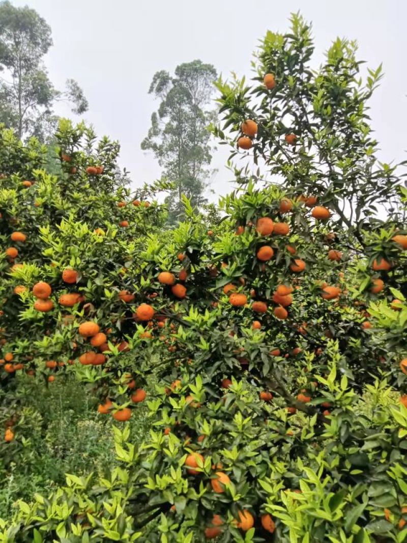 三月红(马克斗）高山黄土光照足，个头大颜色红汁水多味道甜