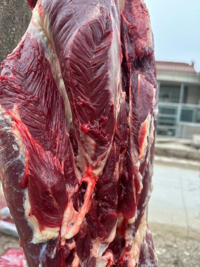 国产干鲜牛肉阿訇屠宰干无水牛肉量大从优自产自销