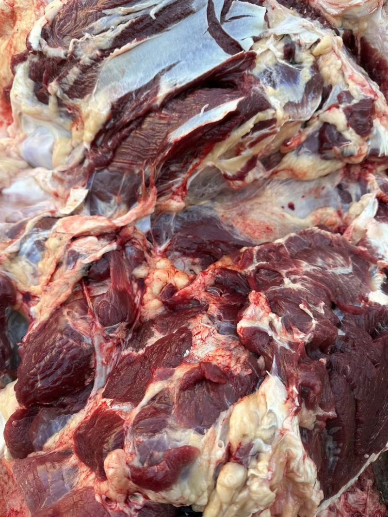 国产干鲜牛肉阿訇屠宰干无水牛肉量大从优自产自销