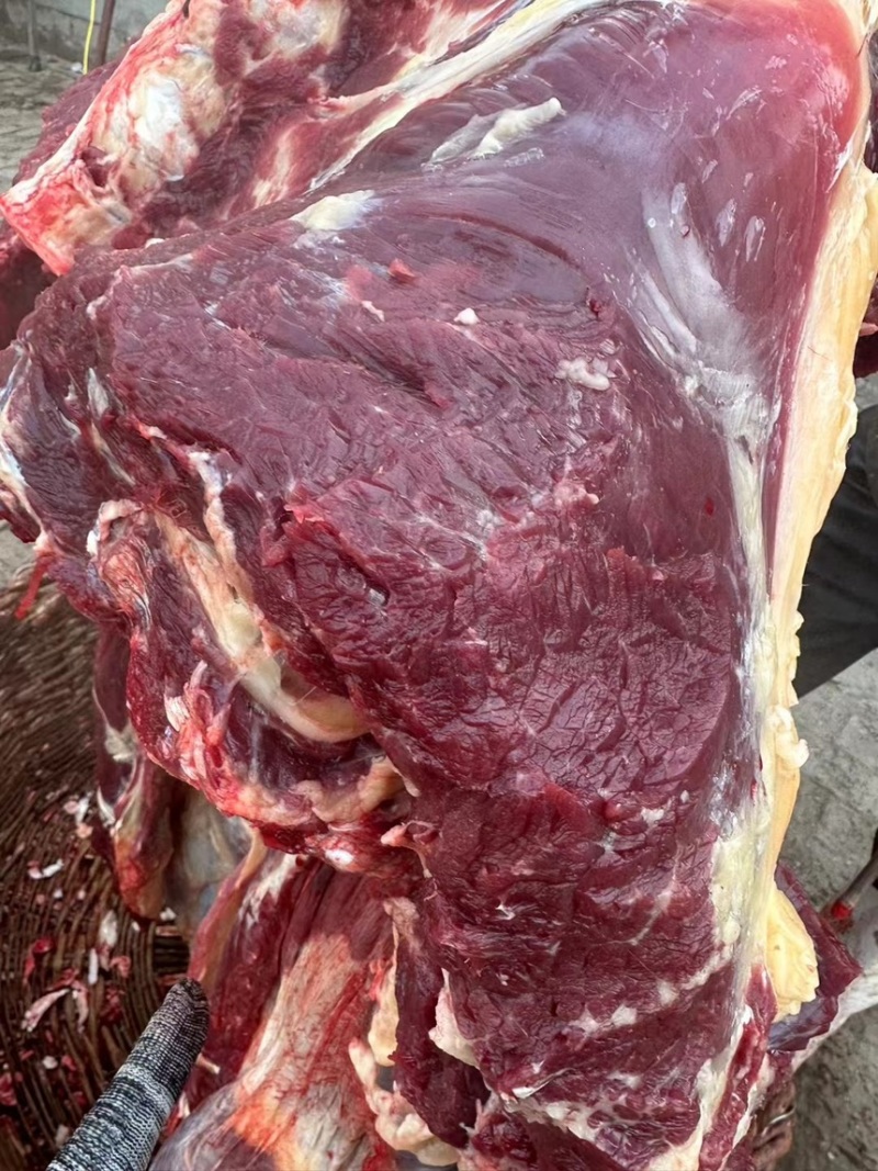 国产干鲜牛肉阿訇屠宰干无水牛肉量大从优自产自销
