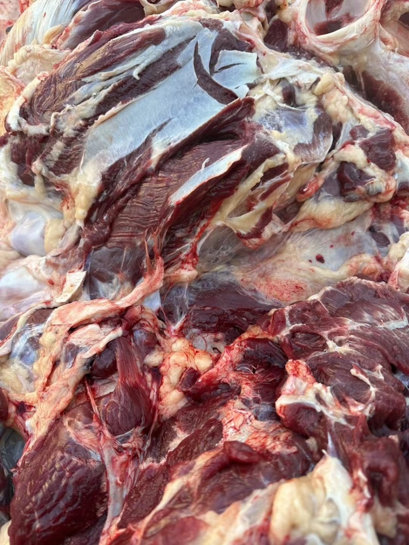 国产干鲜牛肉阿訇屠宰干无水牛肉量大从优自产自销