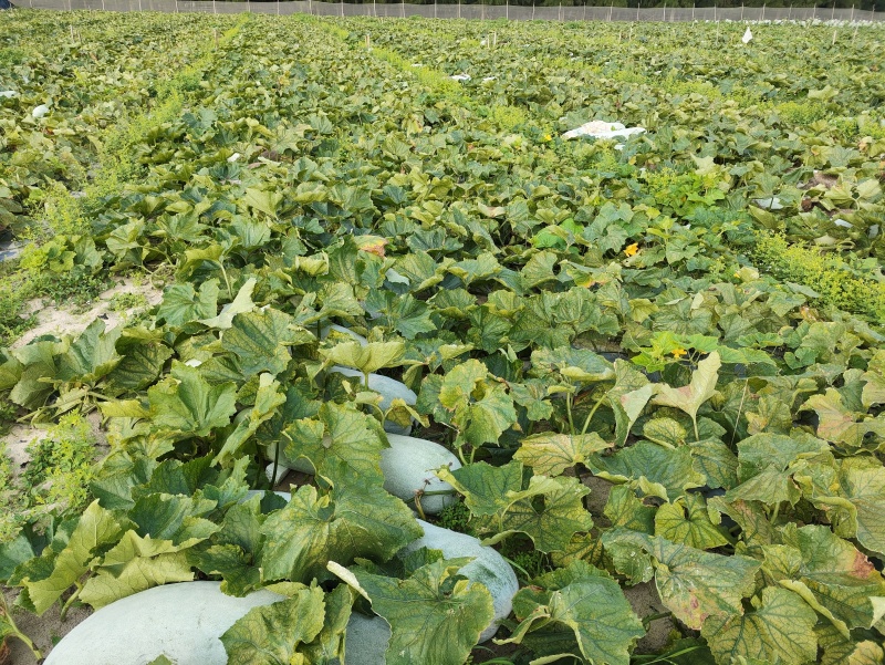 精品长白条