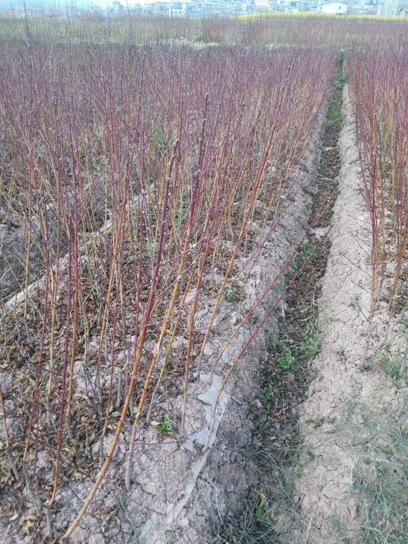 正宗早熟5月油桃苗，四川苗品种纯，基地直销，保证质量