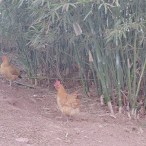 油黄菌子大纯粮食喂养