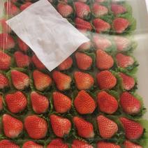 产区宁玉妙香草莓每天大量供应