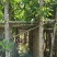 高山榕基地直销规格齐全欢迎老板来电咨询合作